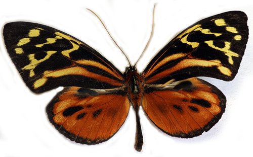 Common Tiger Glassywing