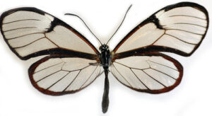 Glasswinged Butterfly