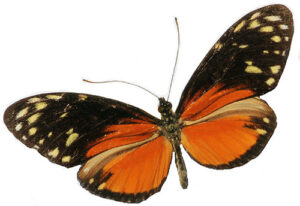 Hecale Longwing