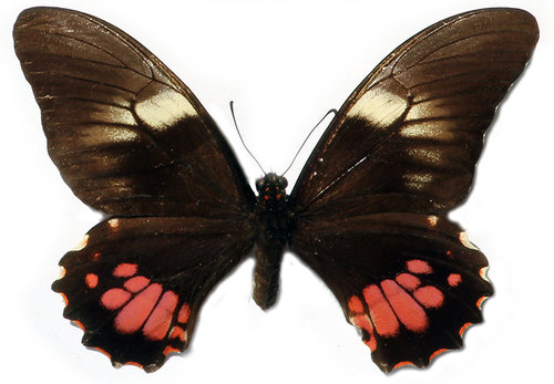 Ruby-spotted Swallowtail