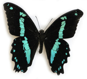 Blue-banded Swallowtail