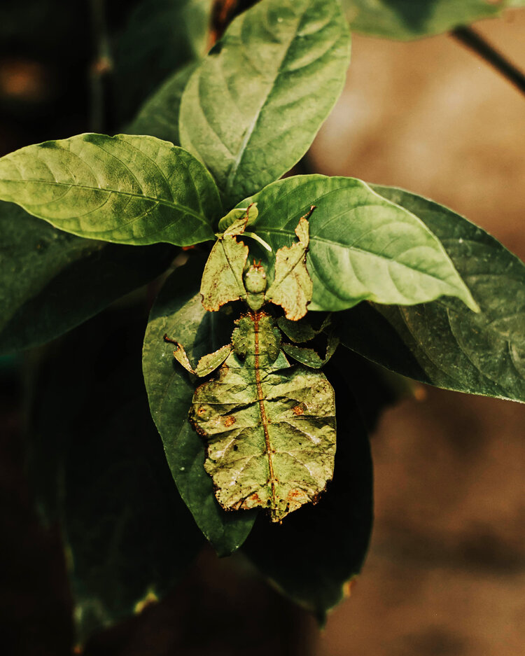 leafbug-
