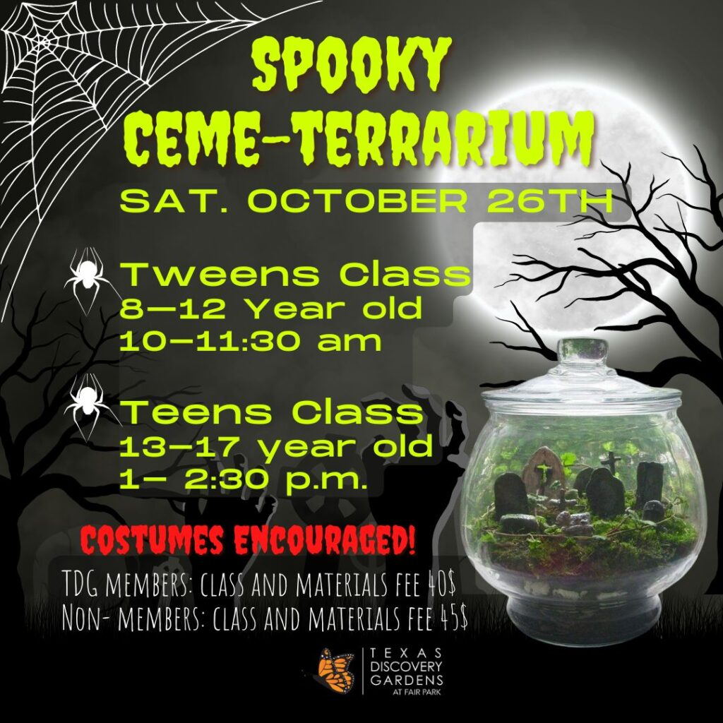 Ceme-terrarium Class 24