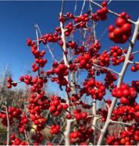 Fall Tree and Shrub Sale