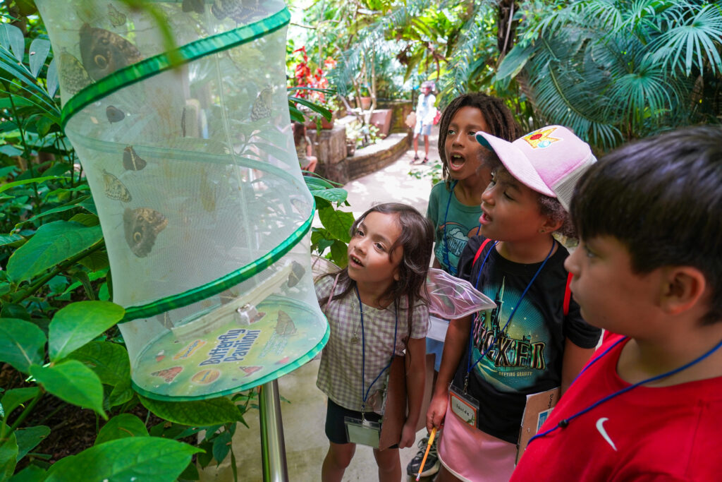Children Look on as Butterflies are released in our Butterfly House for the first time.