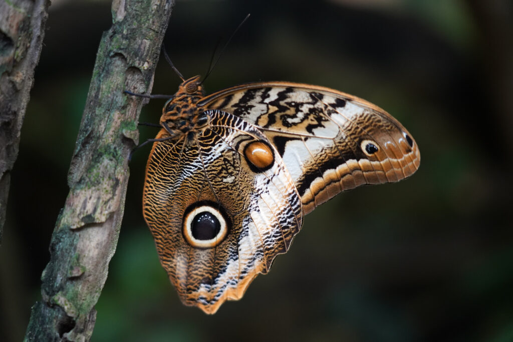 An Owl Butterfly perched on a tree trunk at Texas Discovery Gardens 2025.
