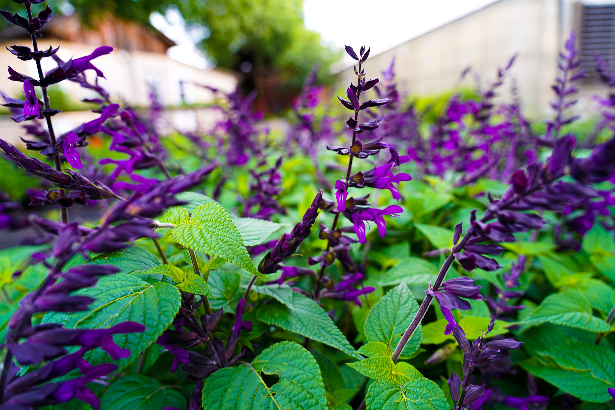 Friday Morning Curated Plant Sale