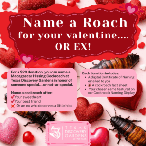 Name a Roach