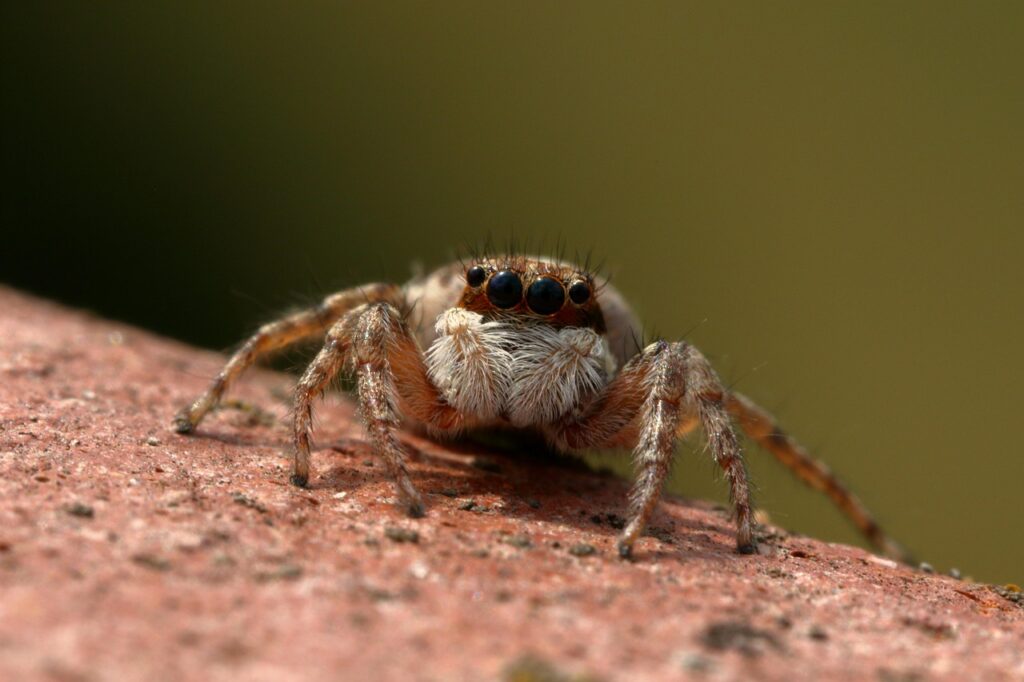 Christmas Spider