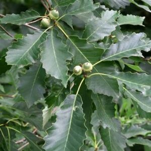 Shade Trees